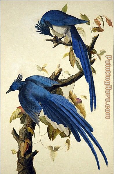 Columbia Jay painting - John James Audubon Columbia Jay art painting